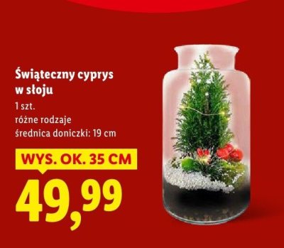Świąteczny cyprys w słoju promocja w Lidl