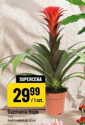 Roślina Guzmania Hope promocja w POLOmarket