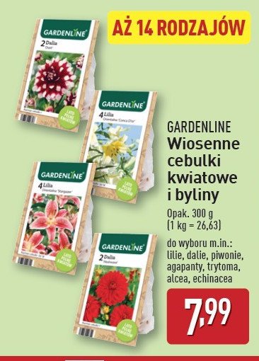 Agapanty GARDEN LINE promocja w Aldi