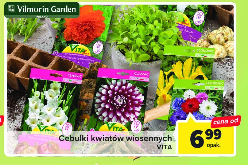 Cebule kwiatowe begonia Vilmorin garden promocja