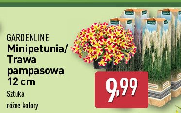 Trawa pampasowa GARDEN LINE promocja