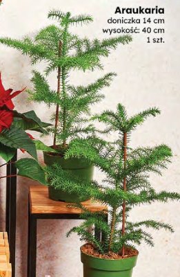 Araukaria promocja w Dino