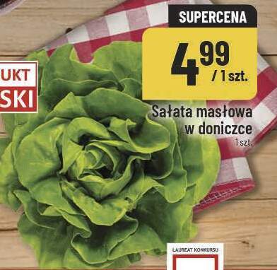 Sałata masłowa w doniczce POLOmarket promocja w POLOmarket
