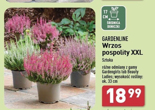 Wrzos zwyczajny 33 cm GARDEN LINE promocja