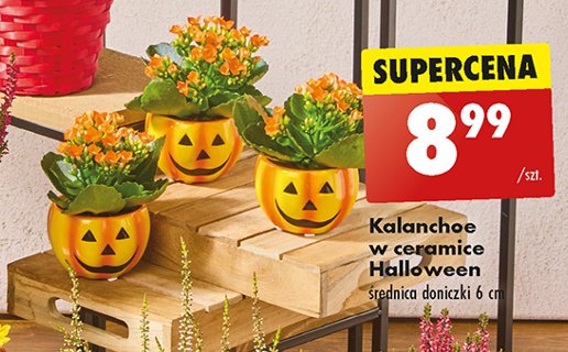 Kalanchoe mini w doniczce halloween śr. 6 cm promocja w Biedronka