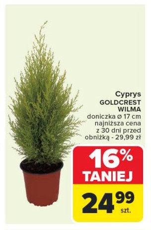 Cyprys goldcrest wilma 17 cm promocja w Carrefour Market