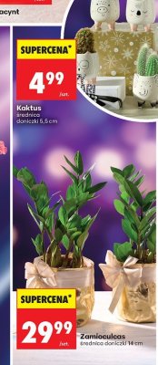 Kaktus średnica doniczki 5,5 cm promocja w Biedronka