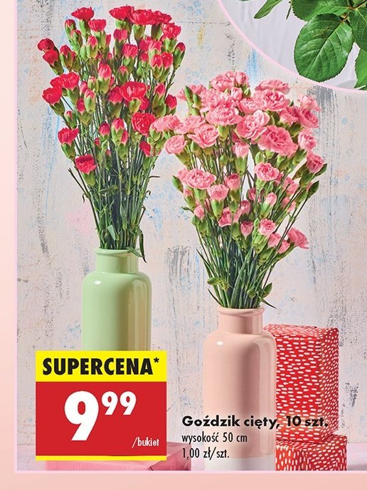 Go藕dziki 50 cm promocja