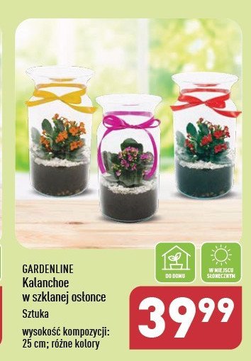 Kalanchoe w szklanej osłonce GARDEN LINE promocja