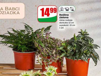 Roślina zielona różne rodzaje doniczka 12 cm promocja w Dino