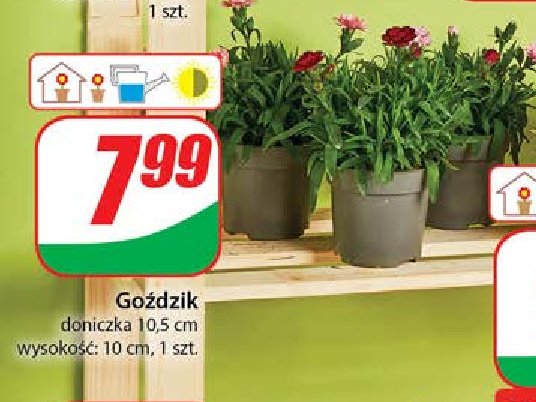 Goździk 10.5 cm promocja