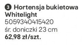 Hortensja bukietowa Whitelight promocja w Castorama