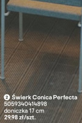 Świerk Conica Perfecta promocja w Castorama