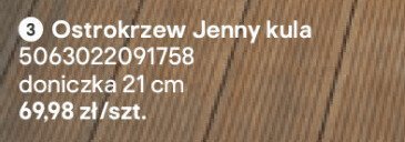 Ostrokrzew Jenny kula promocja w Castorama