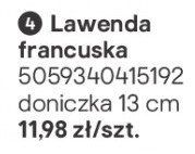 Lawenda francuska doniczka 13 cm promocja w Castorama