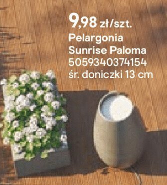 Pelargonia Sunrise Paloma promocja w Castorama