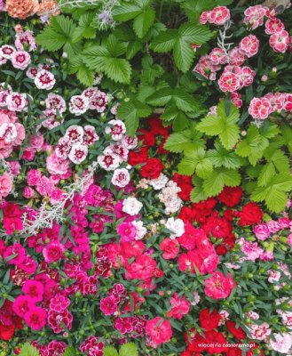 Katalog Ogrody, tarasy i balkony 2025, strona 114 promocja w Castorama