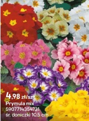 Prymula mix promocja w Castorama