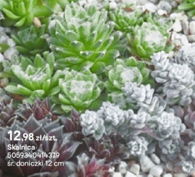 Skalnica promocja w Castorama