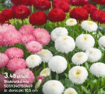 Stokrotka mix promocja w Castorama