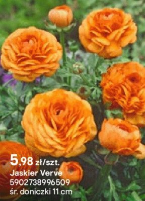 Jaskier Verve promocja w Castorama