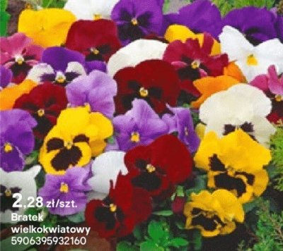 Bratek wielkokwiatowy promocja w Castorama