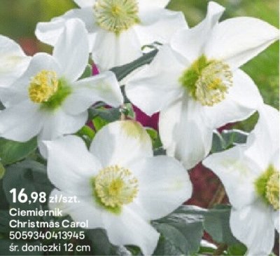 Ciemiernik Christmas Carol promocja w Castorama