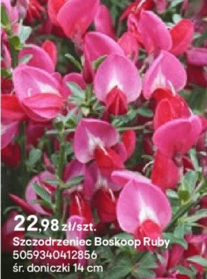Szczodrzeniec Boskoop Ruby promocja w Castorama