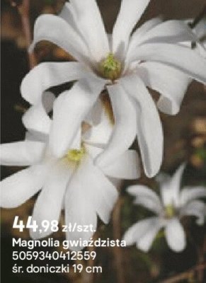 Magnolia gwiaździsta promocja w Castorama