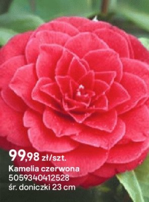 Kamelia czerwona promocja w Castorama