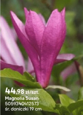 Magnolia Susan promocja w Castorama