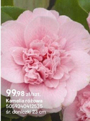 Kamelia różowa promocja w Castorama