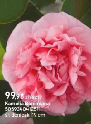 Kamelia Boniniana promocja w Castorama