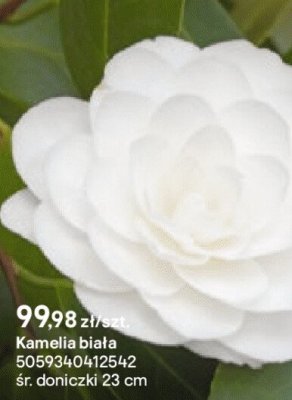 Kamelia biała promocja w Castorama