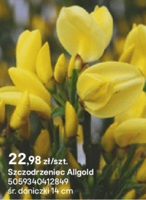 Szczodrzeniec Allgold promocja w Castorama