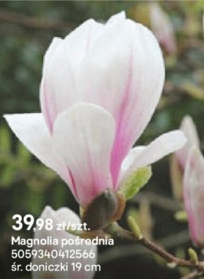 Magnolia pośrednia promocja w Castorama