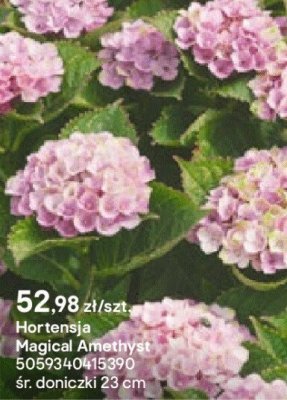 Hortensja Magical Amethyst promocja w Castorama