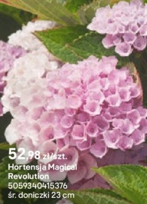 Hortensja Magical Revolution promocja w Castorama