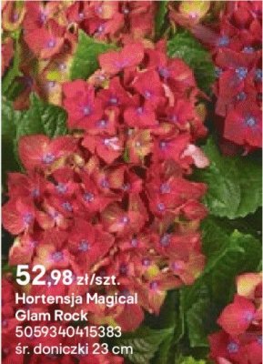 Hortensja Magical Glam Rock promocja w Castorama