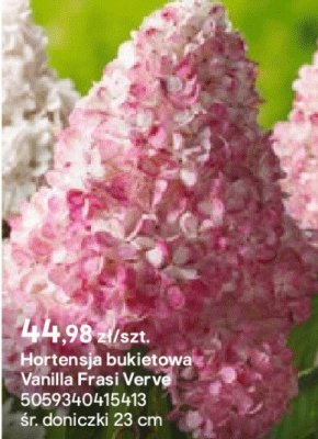 Hortensja bukietowa Vanilla Fraise Verve promocja w Castorama