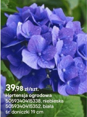 Hortensja ogrodowa niebieska promocja w Castorama