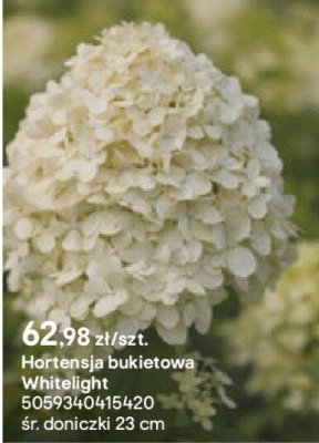 Hortensja bukietowa Whitelight promocja w Castorama