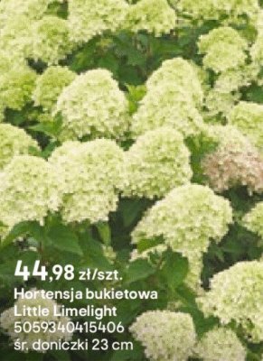 Hortensja bukietowa Little Limelight promocja w Castorama