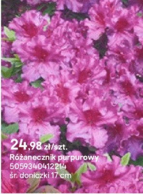 Różanecznik purpurowy promocja w Castorama