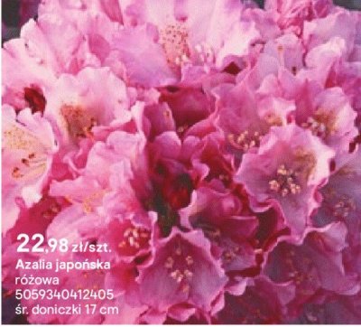 Azalia japońska różowa promocja w Castorama