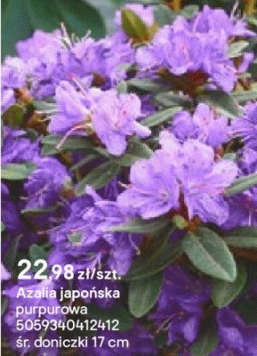 Azalia japońska purpurowa promocja w Castorama