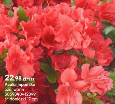 Azalia japońska czerwona promocja w Castorama
