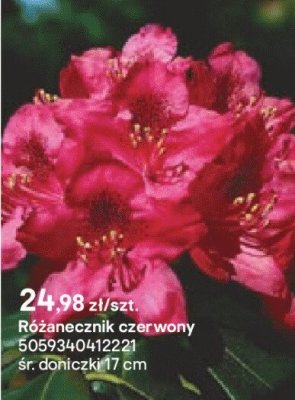 Różanecznik czerwony promocja w Castorama