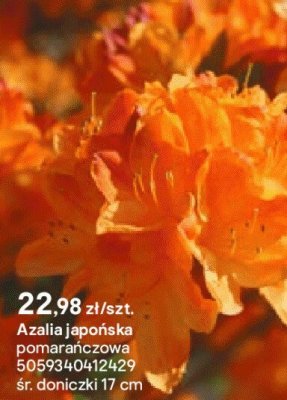 Azalia japońska pomarańczowa promocja w Castorama