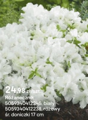 Różanecznik biały promocja w Castorama